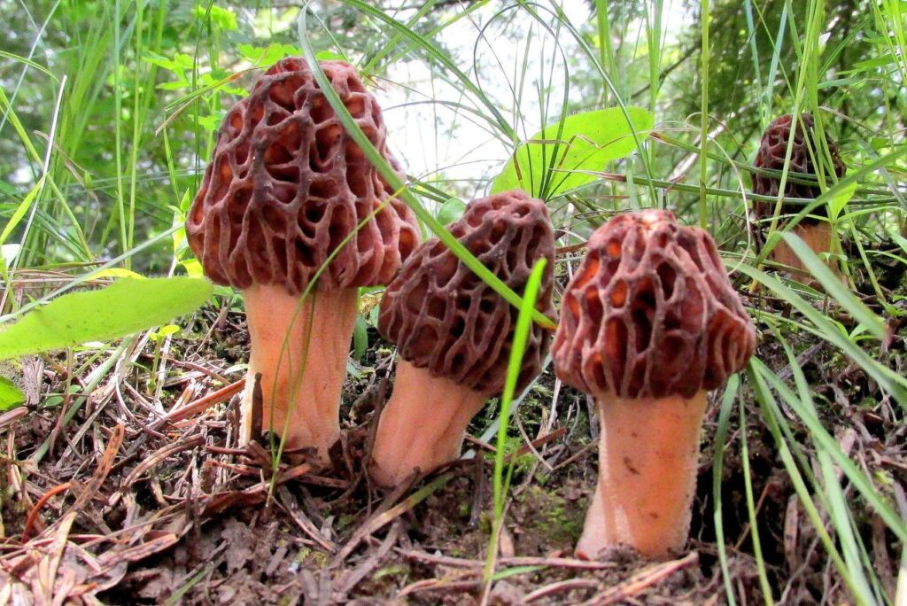 Morel Mushroom Hunting. A Family Affair