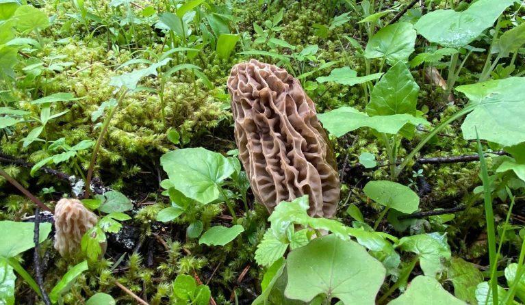 Morel Mushrooms pop in late April and into May
