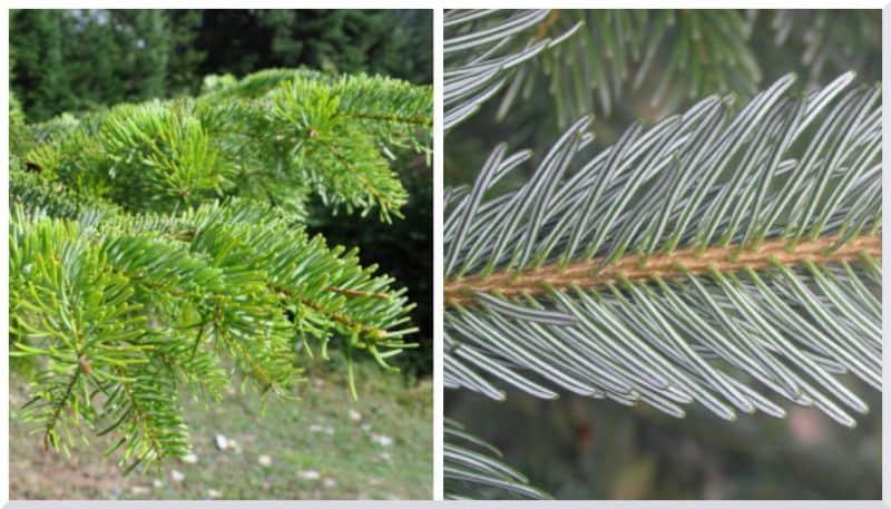 Burn areas or logged and white pine are where to hunt